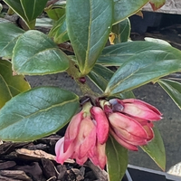 Vaccinium sikkimense